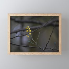 Wattle for Renewal and pureness Framed Mini Art Print