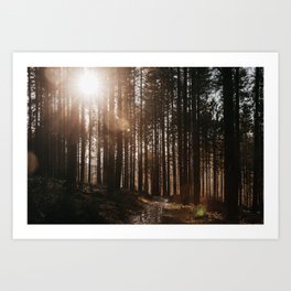 The rays of the sun shining through the trees | The Ardennes Art Print