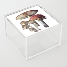 Mushroom Trio Acrylic Box