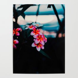 Pink Plumeria Nature Photography Poster