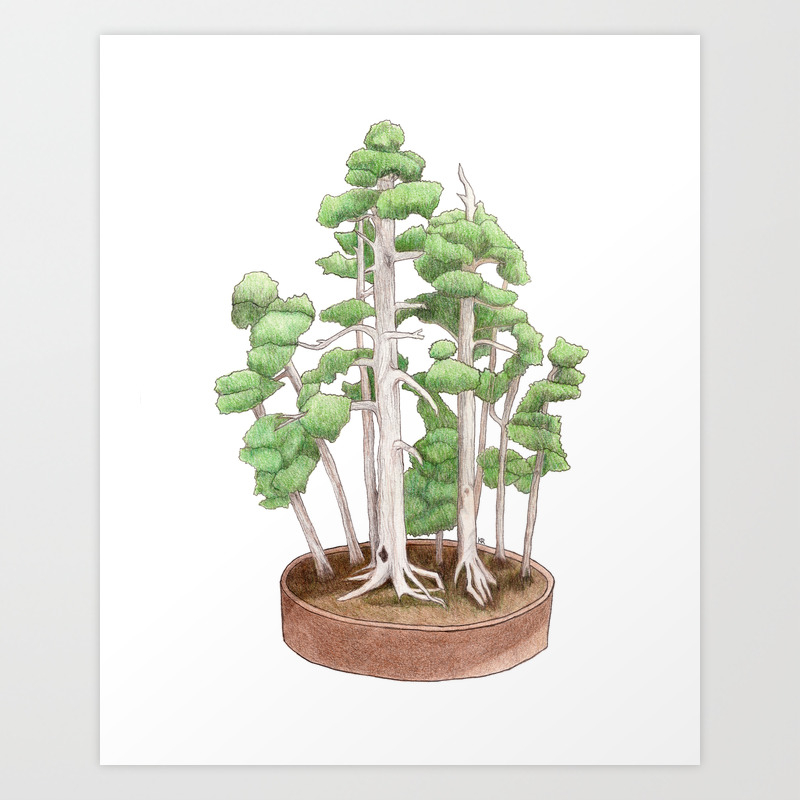 Foemina Juniper Bonsai Tree Colored Pencil Drawing Art Print By Kathruss Society6