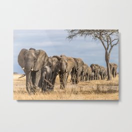 Elephants on Parade Metal Print
