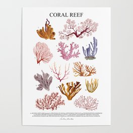 CORAL REEF-poster Poster