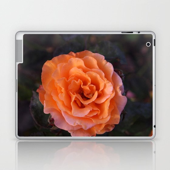 Holland Park Rose Laptop & iPad Skin