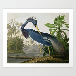 John James Audubon Louisiana Heron Painting Art Print