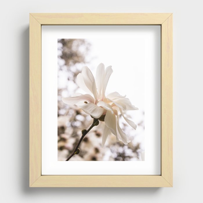 star magnolia Recessed Framed Print