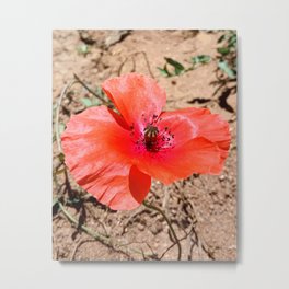 Red Flower in desert Metal Print | Color, Happy, Positivity, Plant, Inspiration, Red, Redflower, Floral, Motivational, Inspirational 