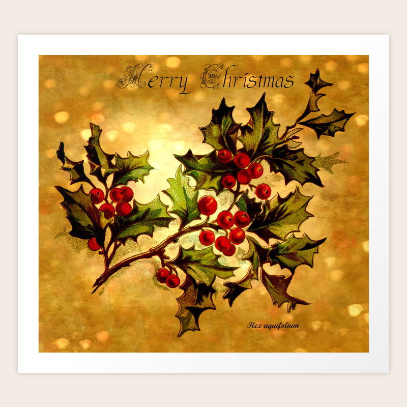 Christmas Holly Vintage Botanical Illustration Collage Art Print