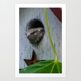 Funny tree frog in a birdhouse Art Print