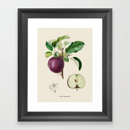 Apple Antique Botanical Illustration Framed Art Print