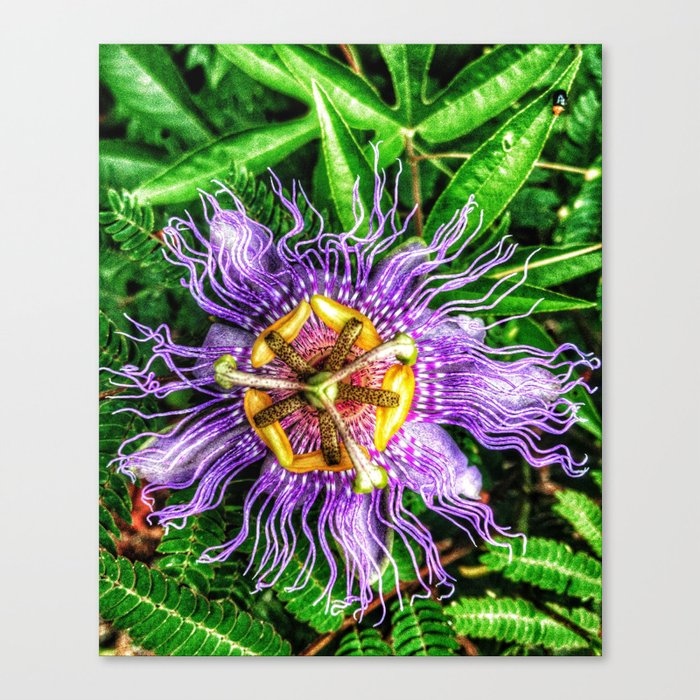 Passiflora incarnata Canvas Print