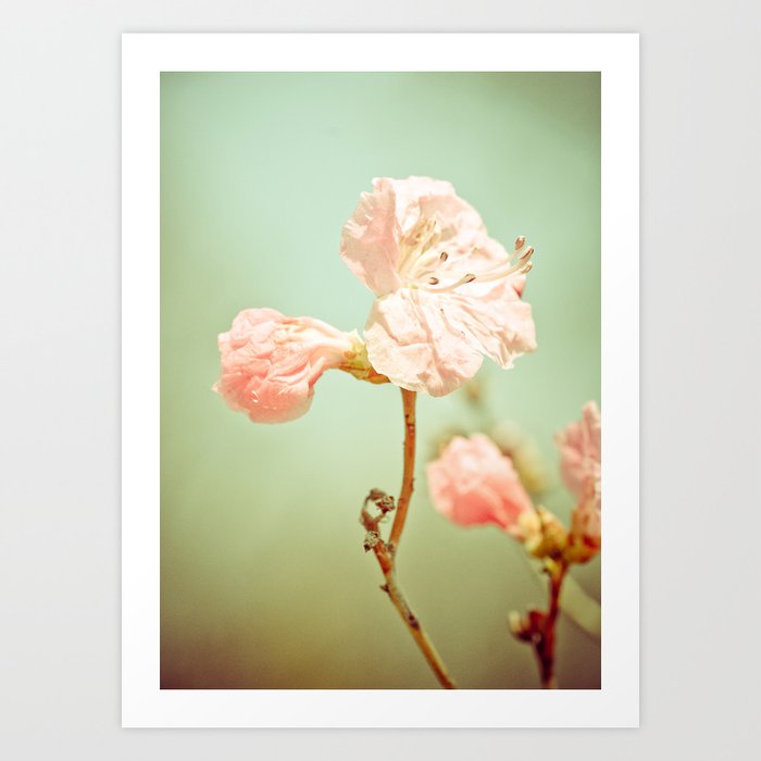 Aprils' Pink blossom Art Print