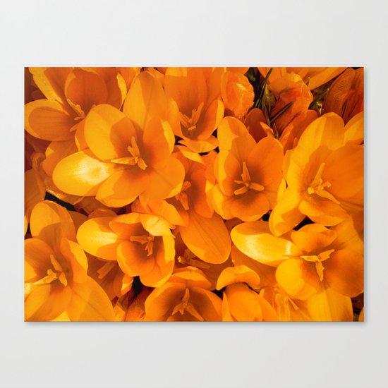 Gold in the garden Canvas Print