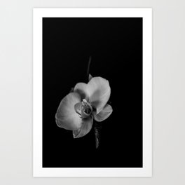 black and white Orchid flower Art Print