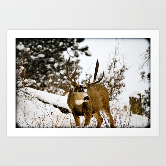 Upper Little Bear Buck Art Print
