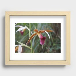 Wild Tropical Orchid Recessed Framed Print
