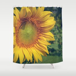 Beautiful sunflower blooming flower in the morning summer day Shower Curtain