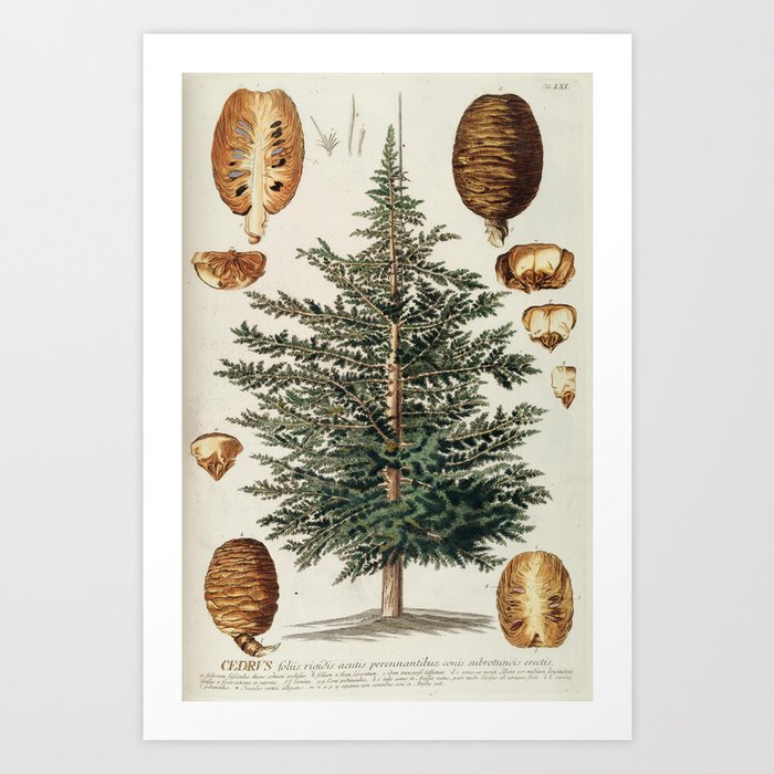 Vintage Cedar Tree Illustration Art Print By Baconfactory Society6