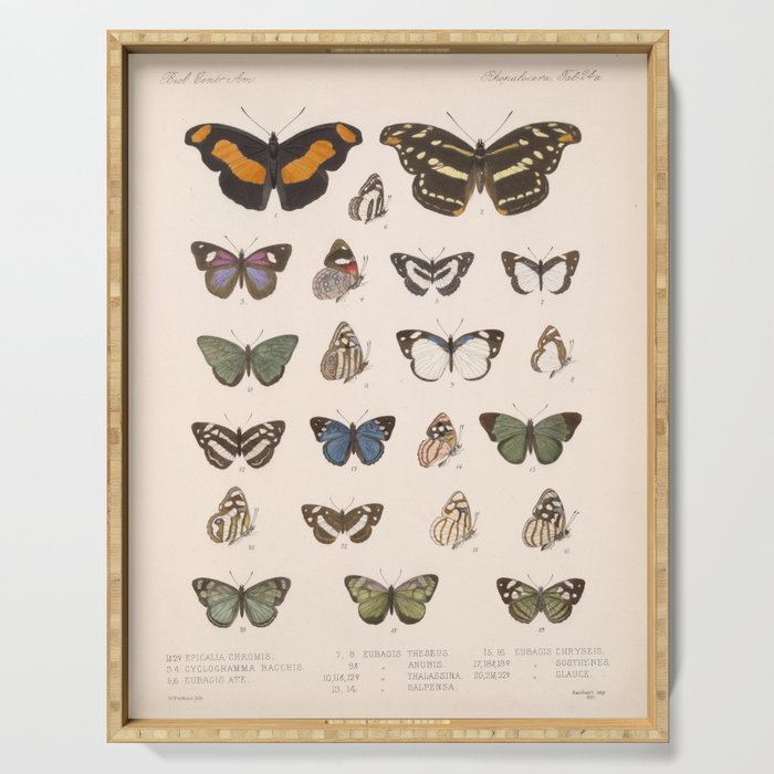 Vintage Hand Drawn Scientific Illustration Insects Butterfly Anatomy Colorful Wings Serving Tray