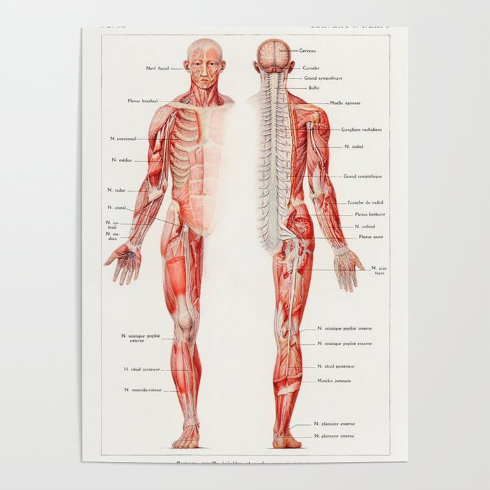 Vintage Anatomical Drawing Poster