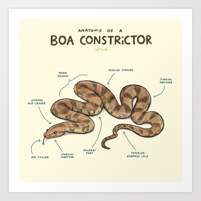 Anatomy of a Boa Constrictor Art Print
