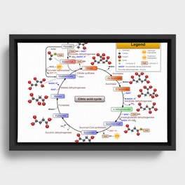Citric Acid Cycle, TCA Cycle, Krebs Cycle Diagram Framed Canvas