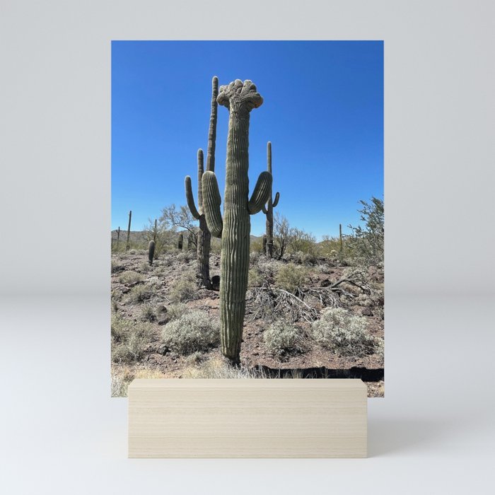 crested cactus Mini Art Print