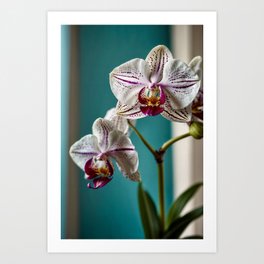 An orchid with white flowers on a turquoise background illuminated by the light of a side window Art Print