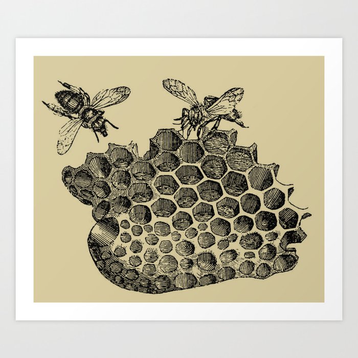honey bee illustration antique