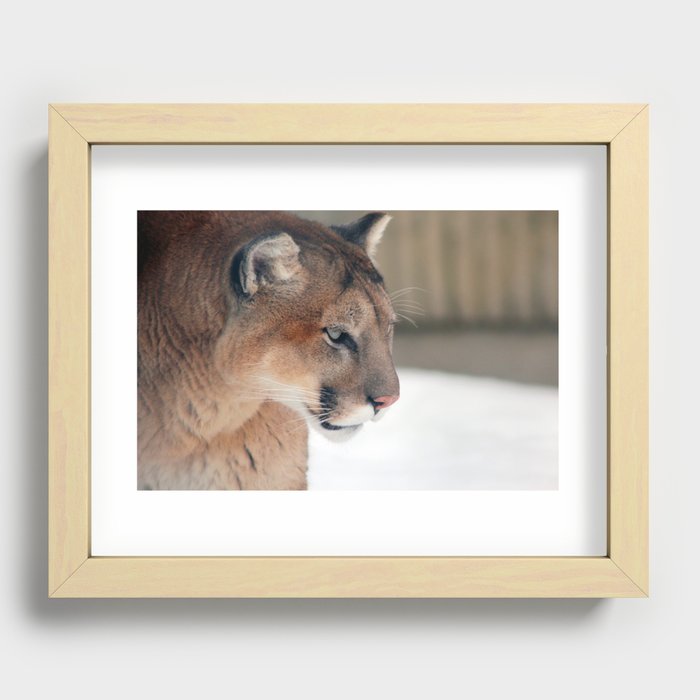 Mountain Lion Recessed Framed Print
