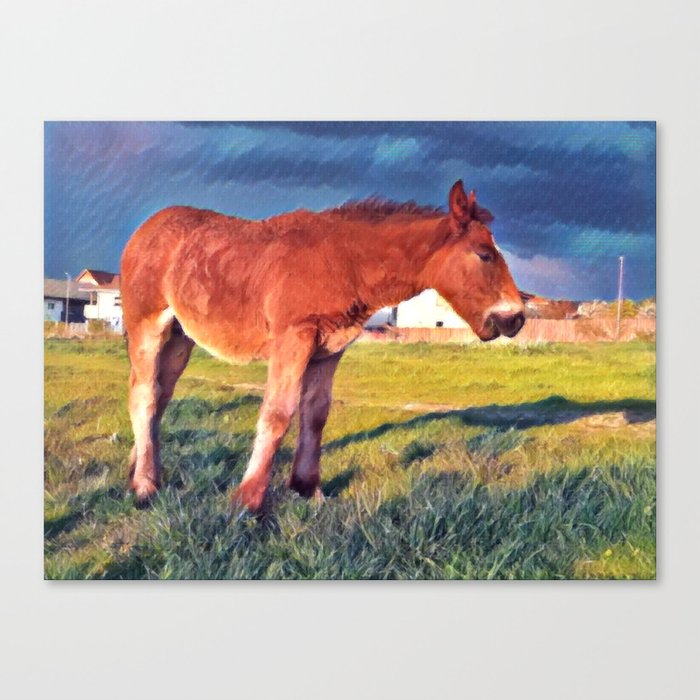 Colorful summer Brown horse foal pasture in the countryside at golden hour Canvas Print