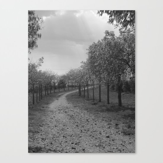 olives Canvas Print