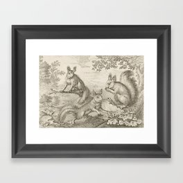 Squirrels Framed Art Print