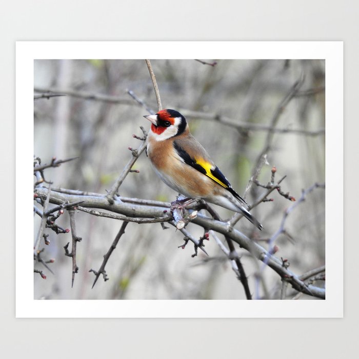 Goldfinch on branch Art Print