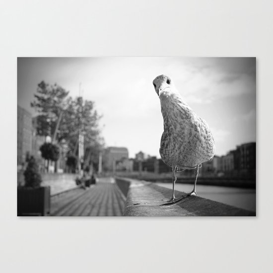Inquisitive seagull Canvas Print