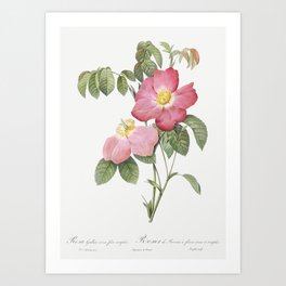 Pink French Rose,  Provins Rosebush (Rosa gallica rosea flore simplica)  by Pierre-Joseph Redouté. Art Print