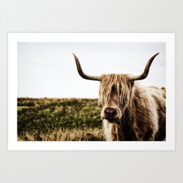 Highland Cow - color Art Print