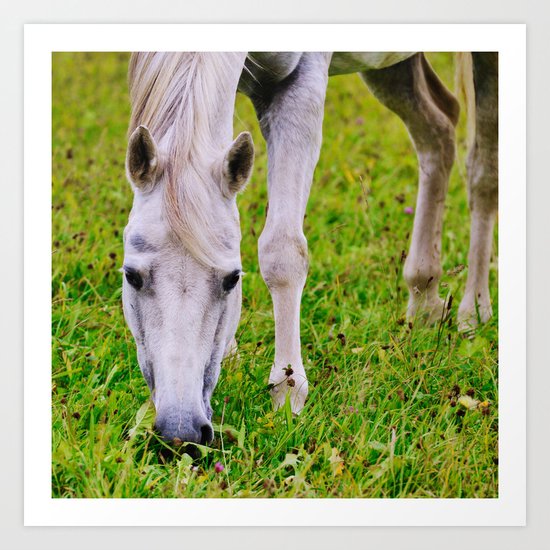 White horse on green meadow Art Print