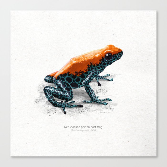 Red-backed poison dart frog scientific illustration art print Canvas Print