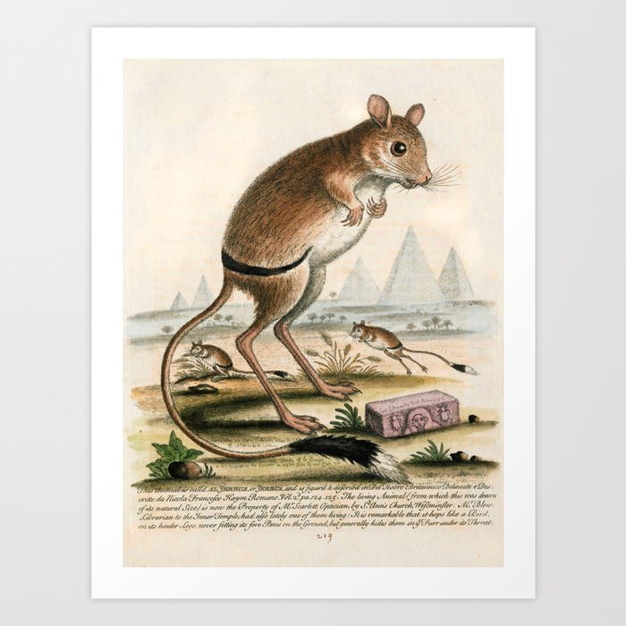 Jerboa by George Edwards, 1758 (benefiting The Nature Conservancy) Art Print
