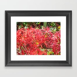 Red Spider Lilly Framed Art Print