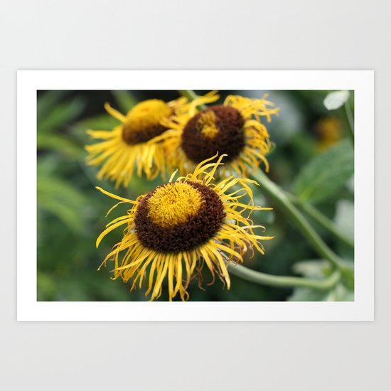 Sunflower Art Print