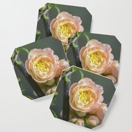 Peach Flowering Quince Coaster | Branch, Green, Peach, Orange, Grey, Painterly, Bloom, Apricot, Color, Brown 