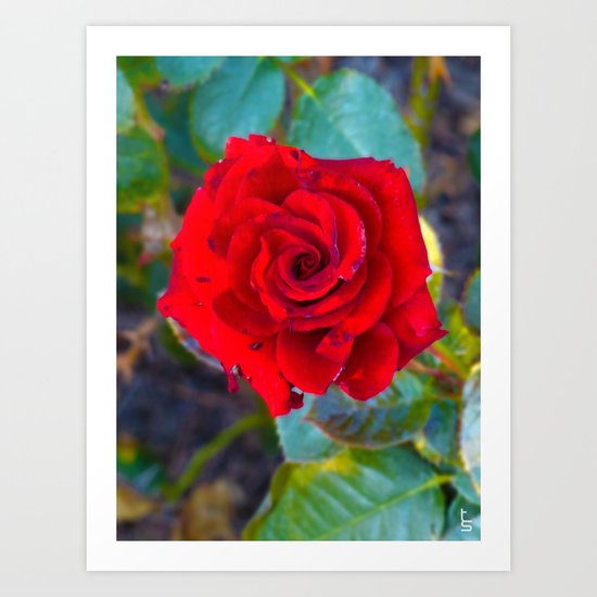 Red Rose II Art Print