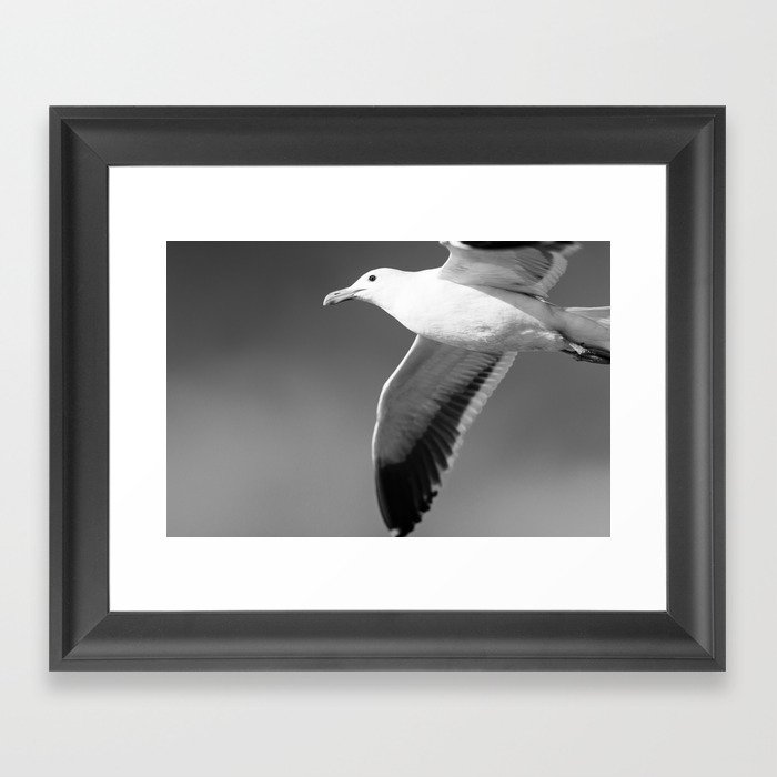 Flying seagull in black and white Framed Art Print
