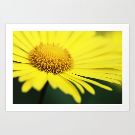 Doronicum Art Print