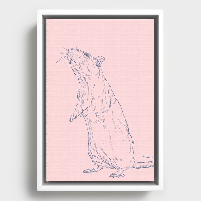 Pink Rat Framed Canvas