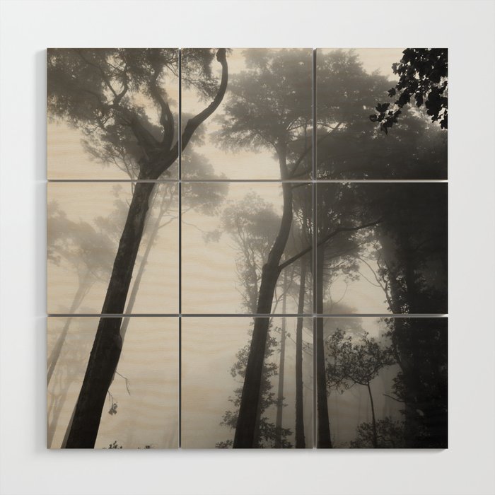 Forest In Fog | Sintra Portugal | Nature Travel Photography Wood Wall Art