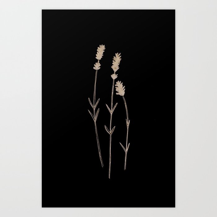 Lavandula angustifolia Art Print