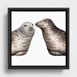 Grey seals(Halichoerus grypus) Framed Canvas